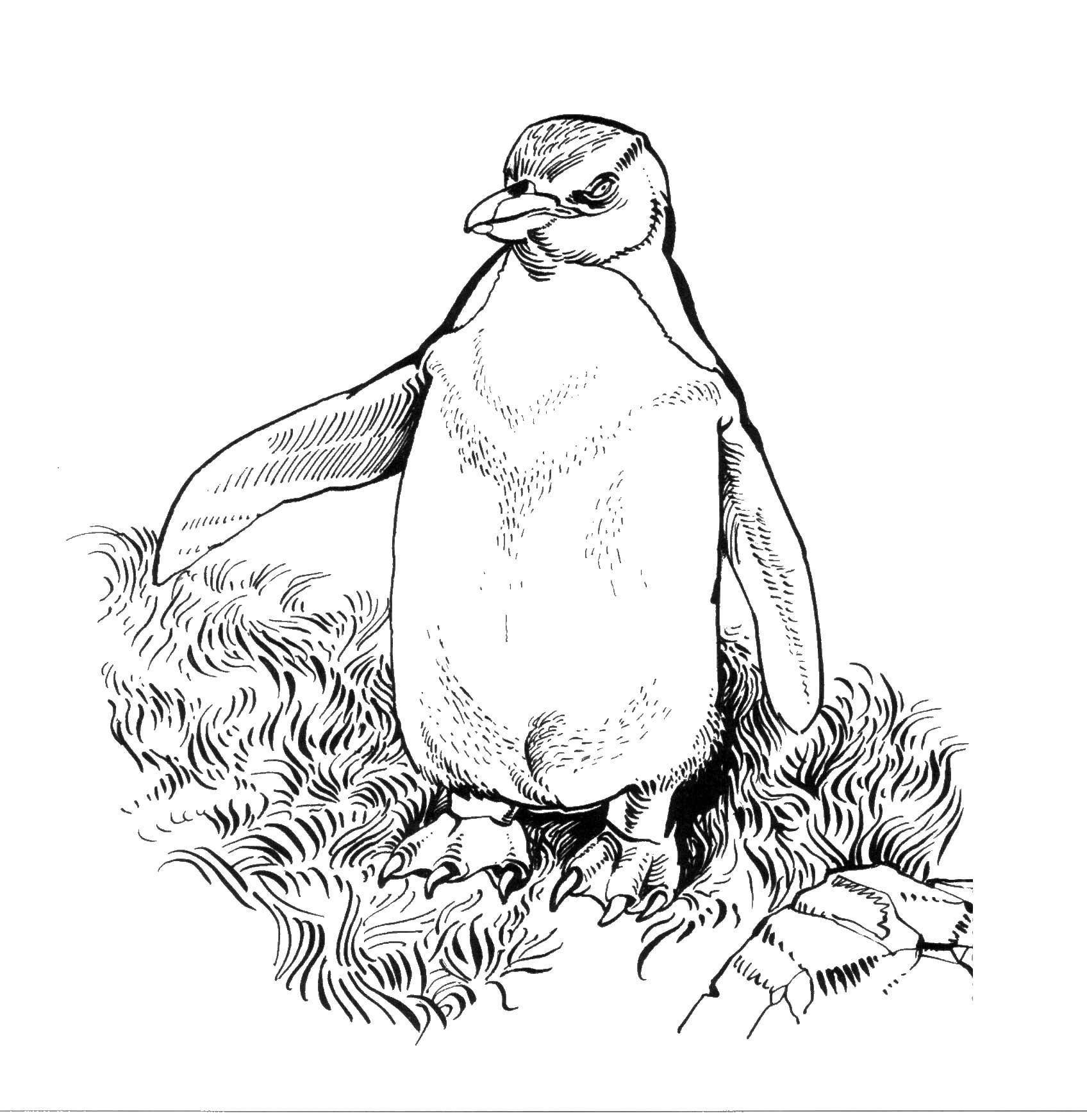 Название: Раскраска Пингвин. Категория: птицы. Теги: Пингвин.