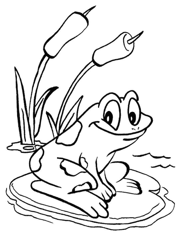 Название: Раскраска Счастливый лягушонок. Категория: лягушка. Теги: Рептилия, лягушка.