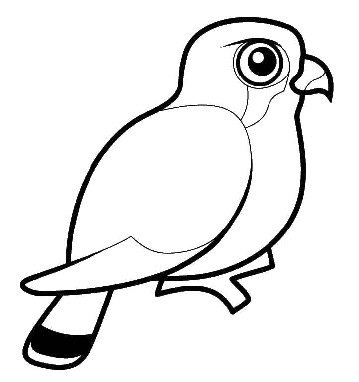 Coloring Falcon. Category birds. Tags:  Falcon, bird.