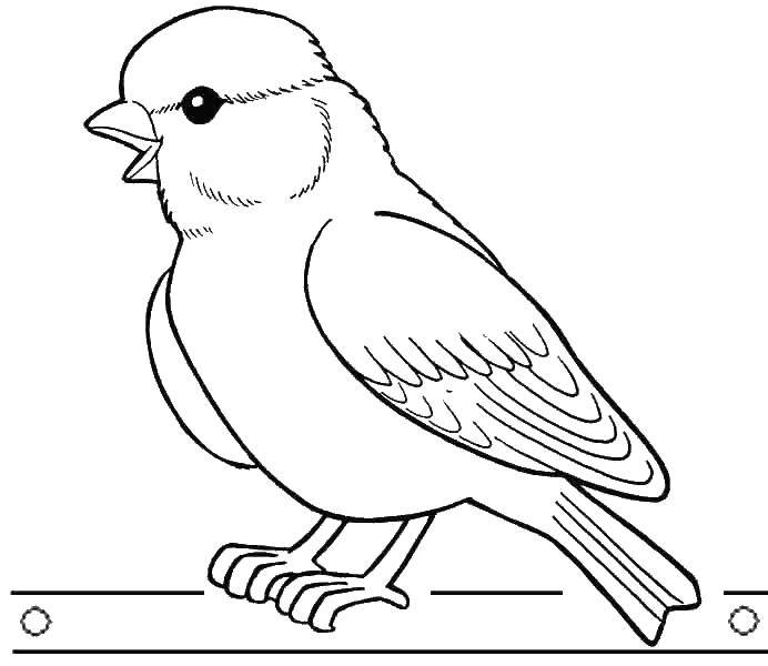Coloring Sparrow. Category birds. Tags:  birds, Sparrow.