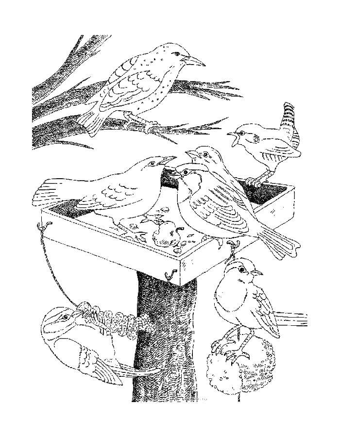 Название: Раскраска Воробьи и кормушка. Категория: птицы. Теги: птицы.