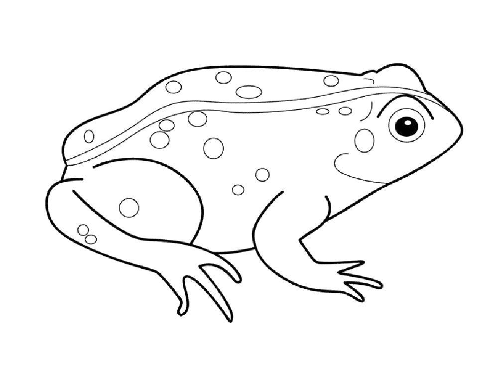 Coloring Toad. Category the frog. Tags:  Reptile, frog.