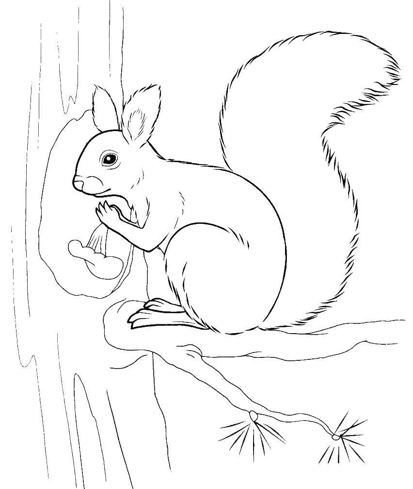 Coloring Squirrel gathers mushrooms. Category squirrel. Tags:  protein, mushrooms.