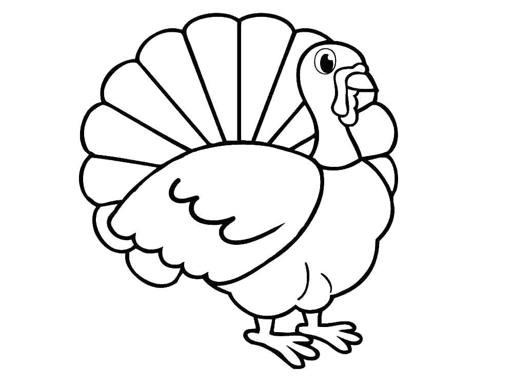 Coloring Turkey. Category birds. Tags:  birds.