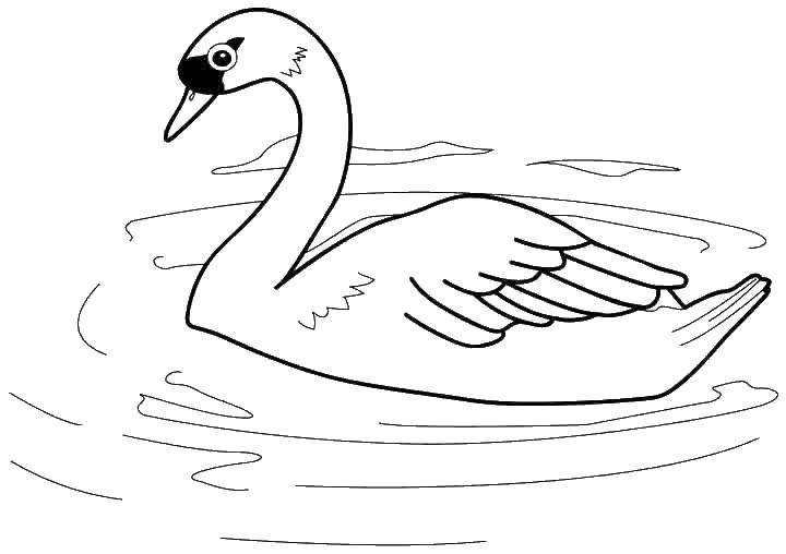 Название: Раскраска Лебедь. Категория: птицы. Теги: Лебедь, птица.