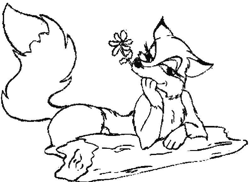Coloring Fox with a flower. Category the Fox. Tags:  Fox, flowers.