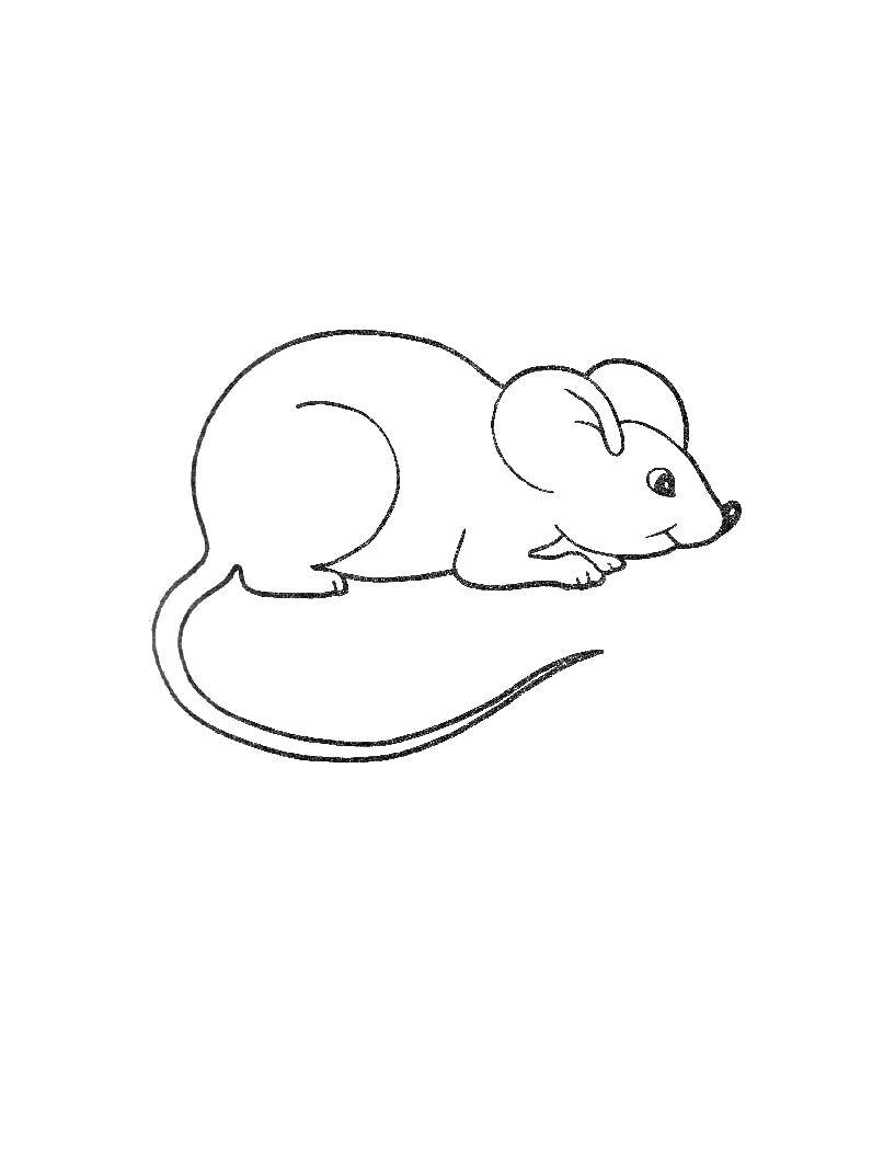Раскраска компьютерная мышка