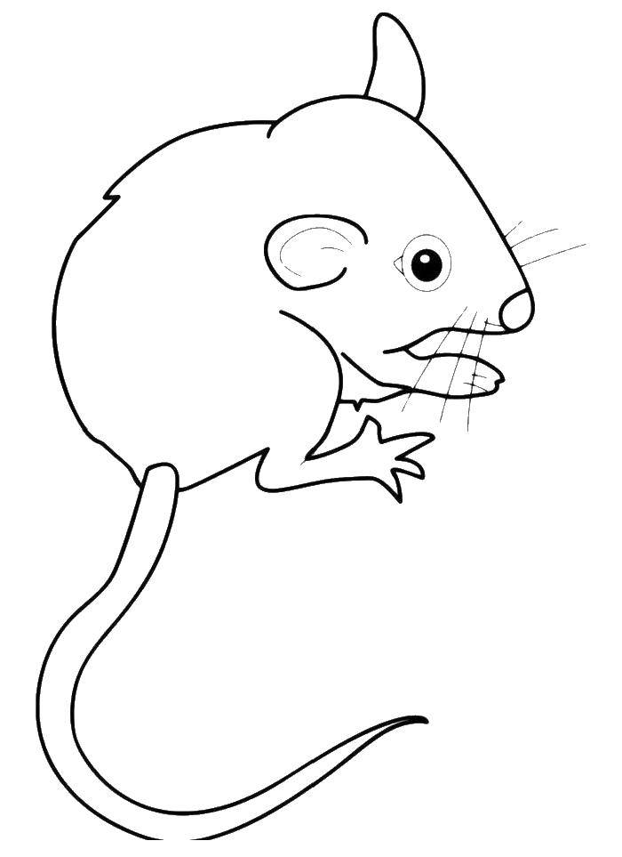 Название: Раскраска Мышонок. Категория: мышка. Теги: Мышка, животные.