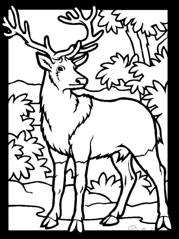 Coloring Deer. Category Animals. Tags:  the deer, animals.