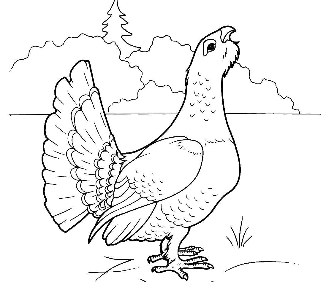 Coloring Fowl. Category birds. Tags:  bird.