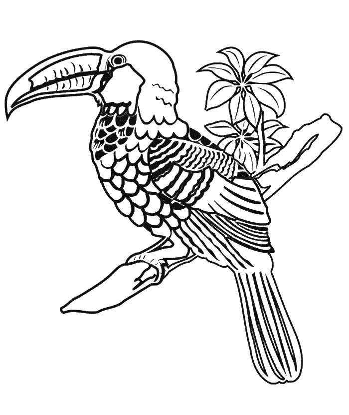 Название: Раскраска Птица тукан. Категория: птицы. Теги: тукан, птица.