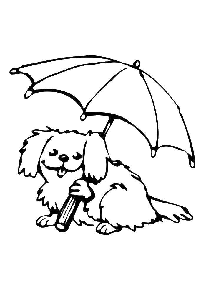Название: Раскраска Собака под зонтом. Категория: зонт. Теги: зонтик, собака.