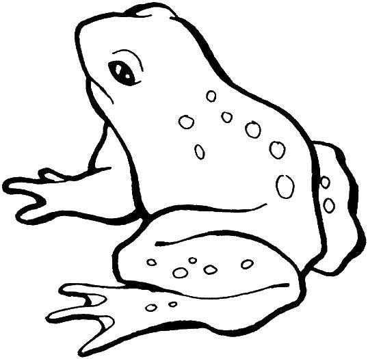 Coloring Toad. Category the frog. Tags:  Reptile, frog.