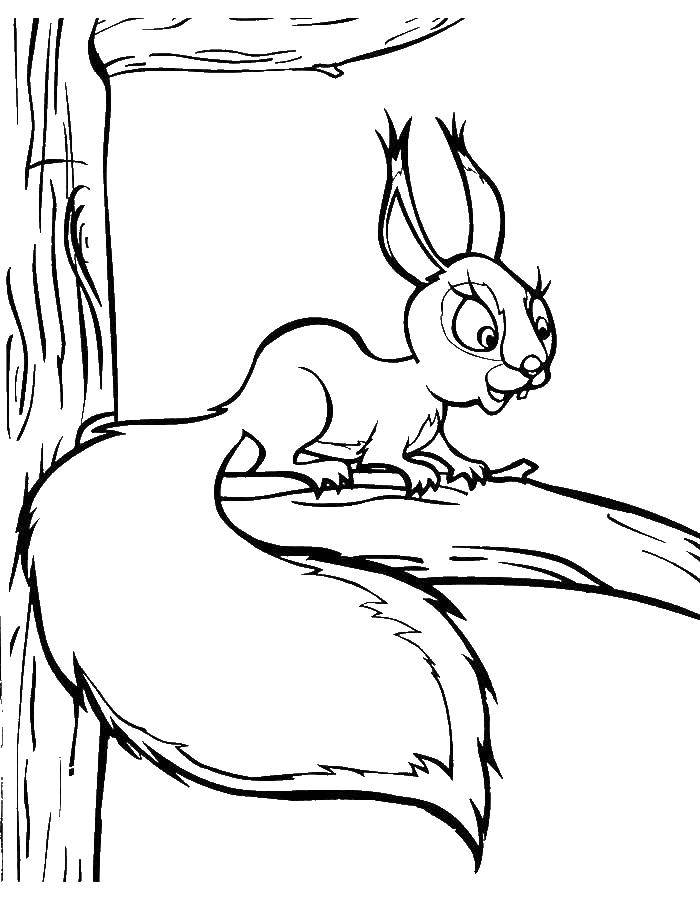 Coloring Squirrel on a branch. Category squirrel. Tags:  protein .