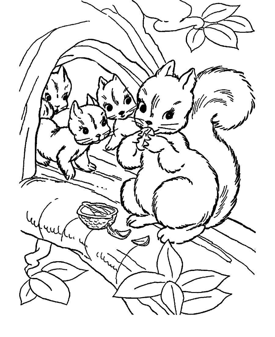 Coloring A squirrel with a nut. Category squirrel. Tags:  protein, nuts.