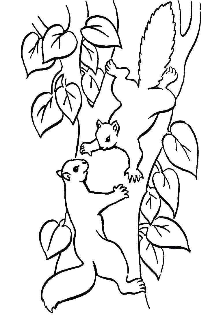 Coloring Squirrels on the tree. Category squirrel. Tags:  squirrels, tree.