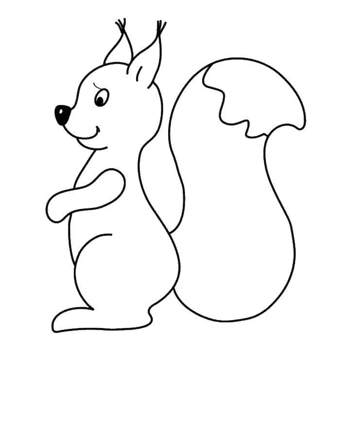 Coloring Squirrel. Category squirrel. Tags:  squirrel.