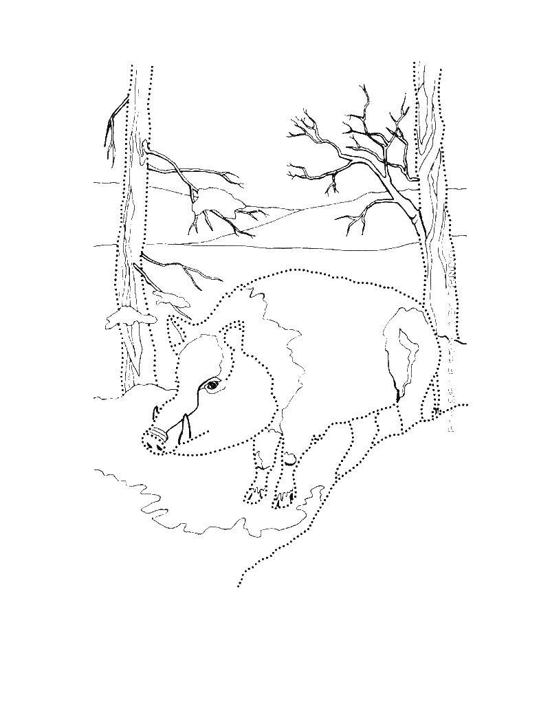 Coloring Wild boar in the forest. Category Animals. Tags:  wild boar, forest.