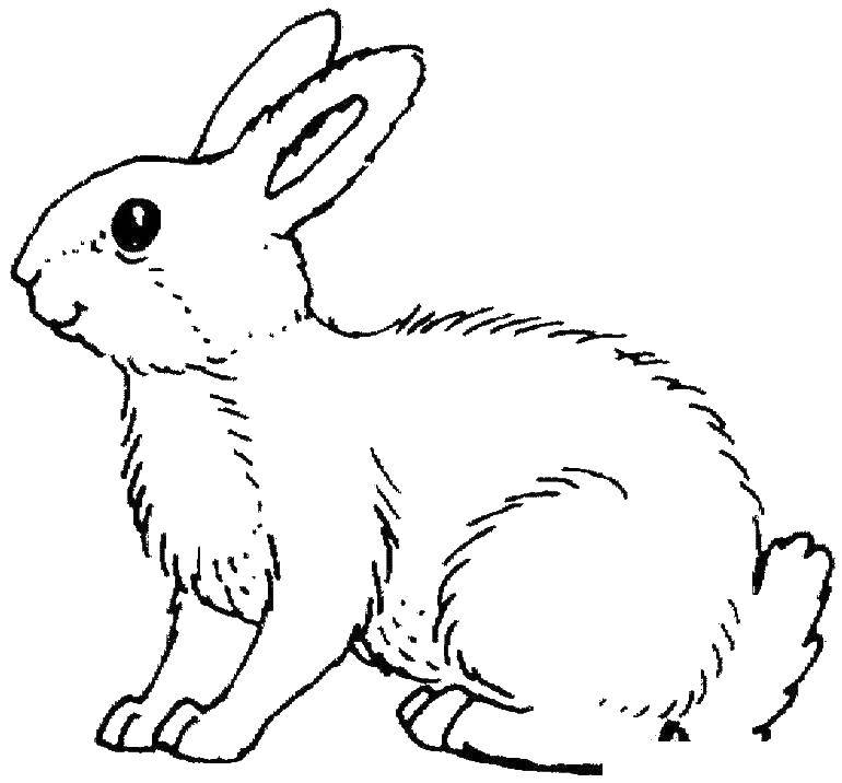 Название: Раскраска Кролик. Категория: животные. Теги: заяц, кролик.