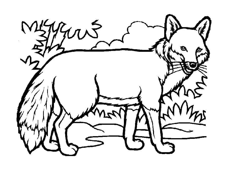 Coloring Fox. Category the Fox. Tags:  Fox.