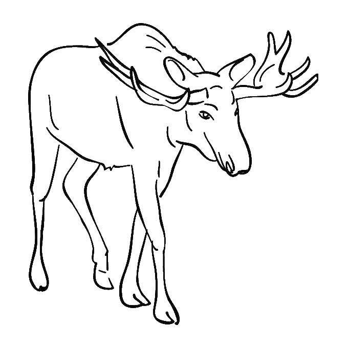 Coloring Deer. Category Animals. Tags:  the deer, animals.