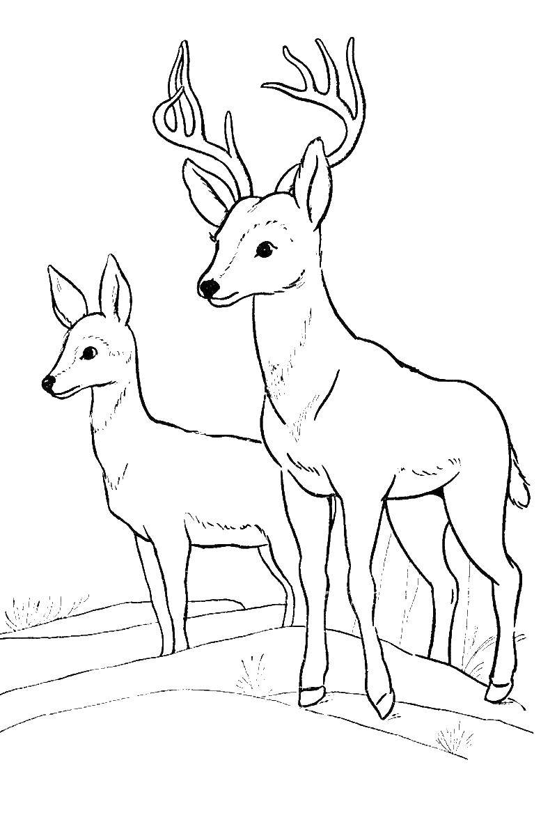 Coloring Deer. Category Animals. Tags:  deer.