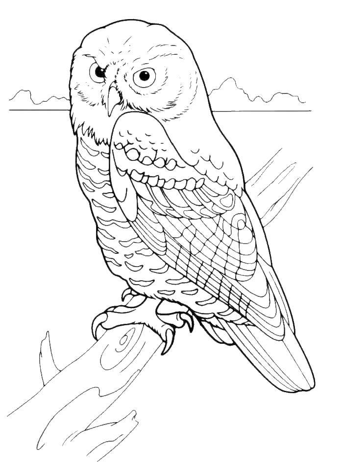 Coloring Owl. Category birds. Tags:  Owl.