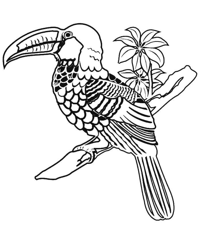 Coloring Toucan. Category birds. Tags:  Birds.