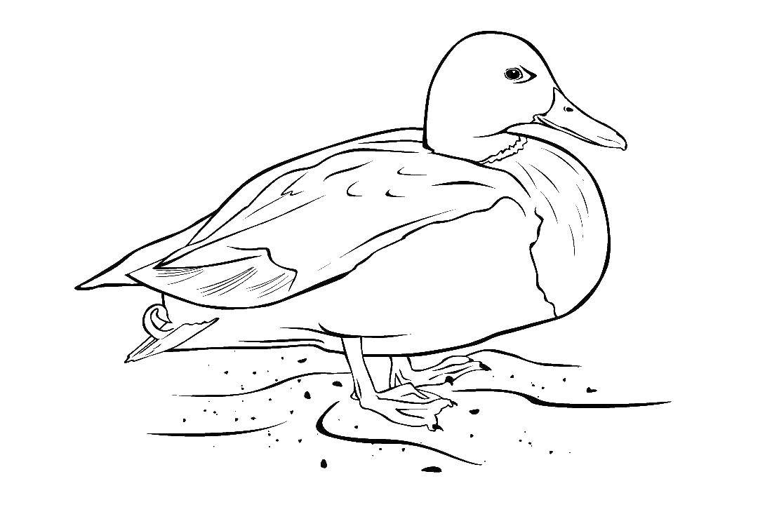 Coloring Duck. Category bird. Tags:  Duck, bird.