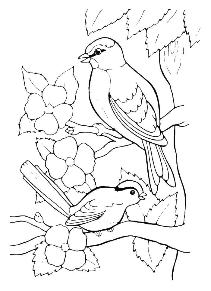 Coloring Sparrows. Category birds. Tags:  the sparrows .