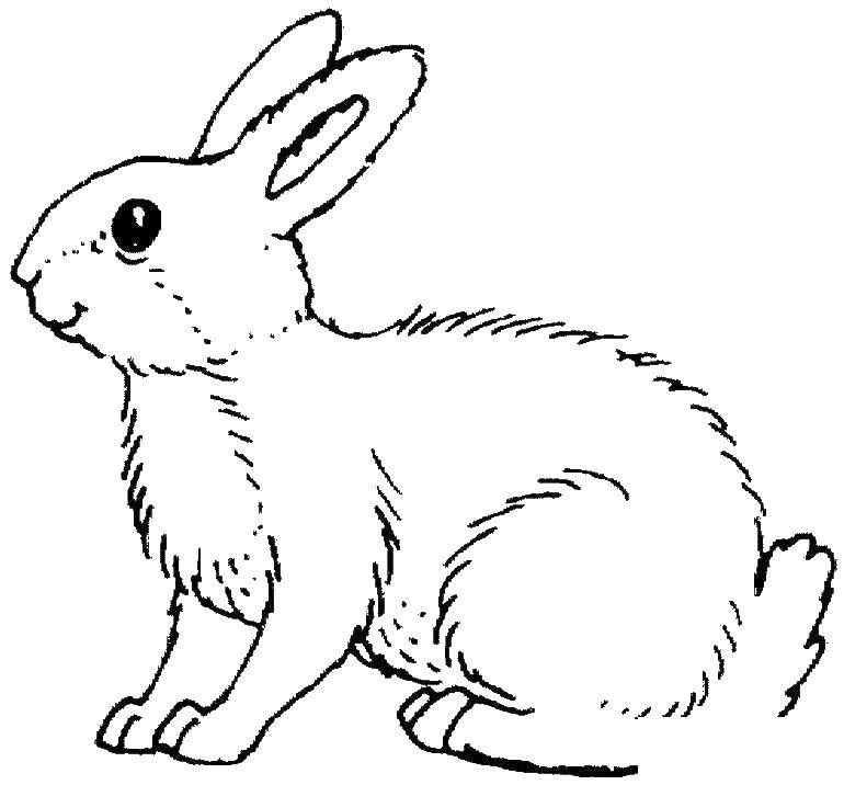 Coloring Hare. Category Animals. Tags:  hare, rabbit.