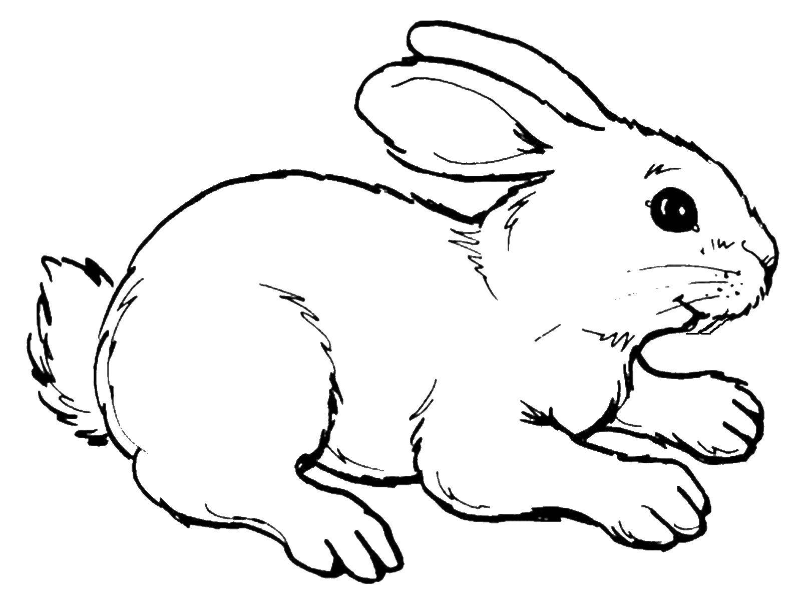 Coloring Hare. Category Animals. Tags:  hare, rabbit.