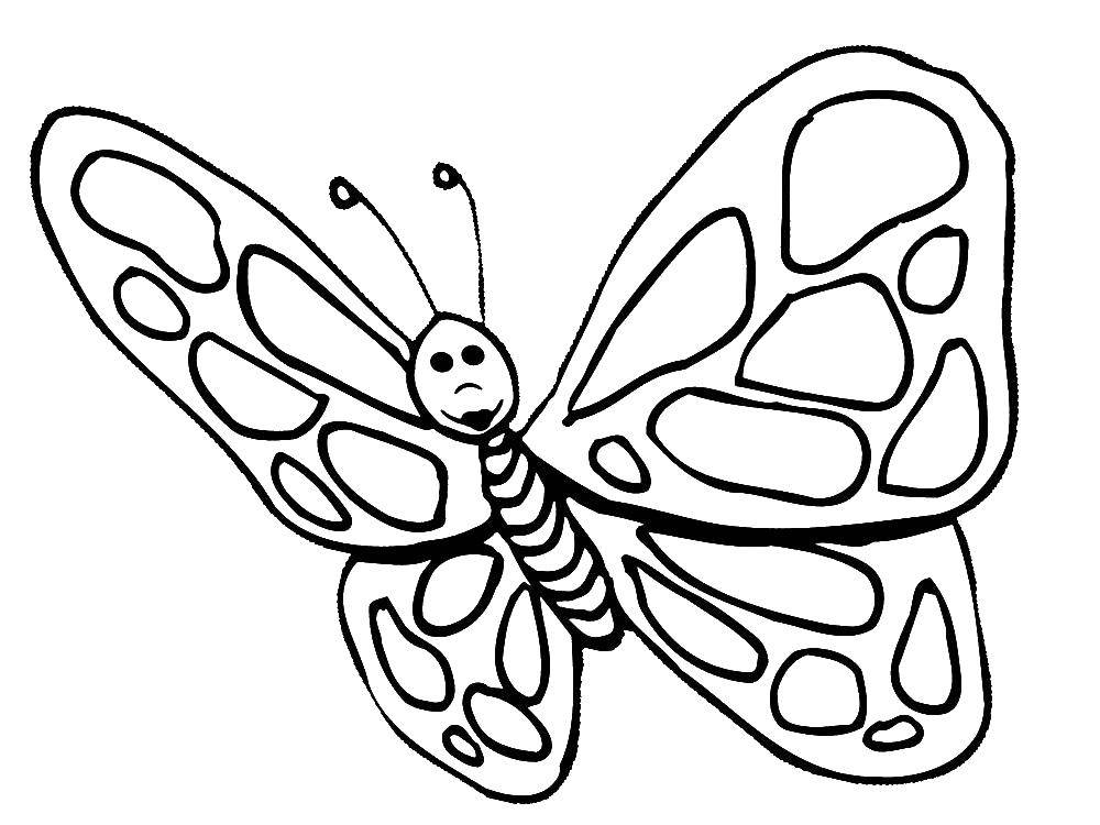 Название: Раскраска Бабочка. Категория: птицы. Теги: бабочка.