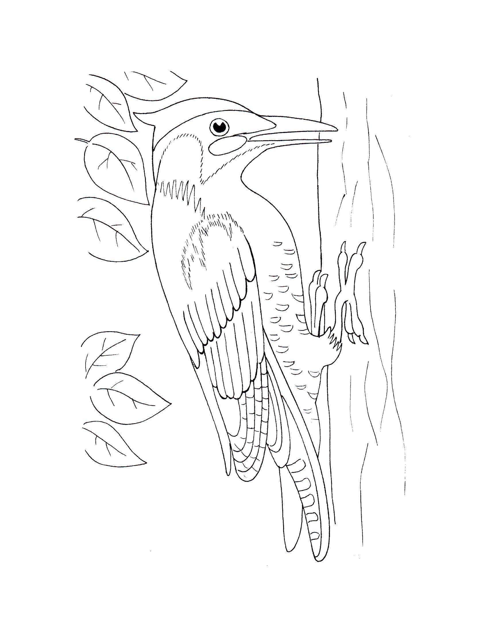Coloring Woodpecker. Category birds. Tags:  woodpecker , bird.