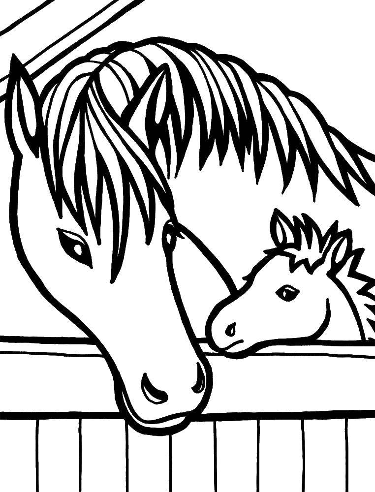 Coloring The horse and foal. Category Animals. Tags:  horse, foal.