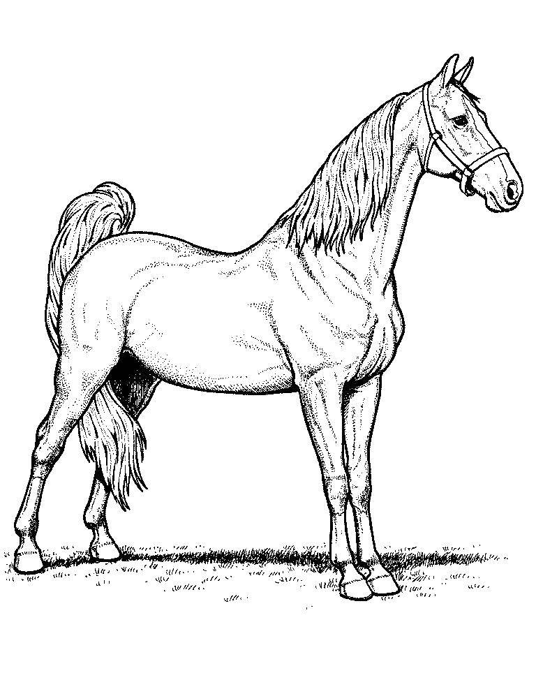 Название: Раскраска Лошадь. Категория: Животные. Теги: Лошадь.