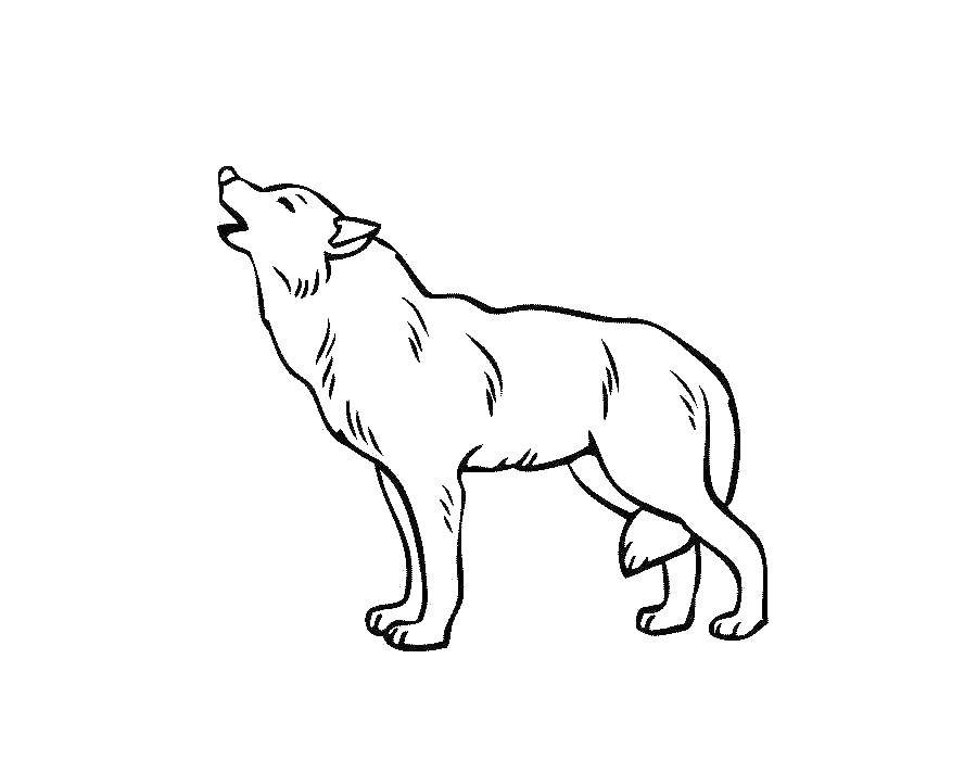 Coloring The wolf howls. Category wolf. Tags:  wolf.