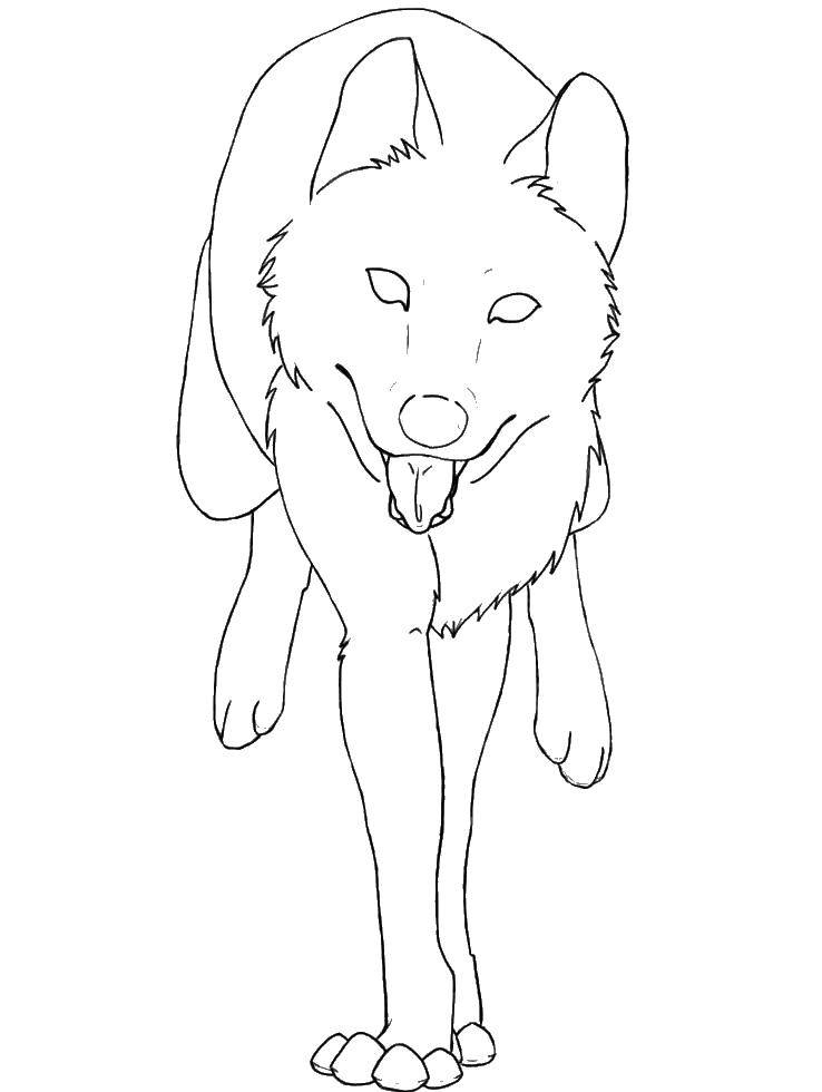 Coloring Wolf. Category wolf. Tags:  wolf.