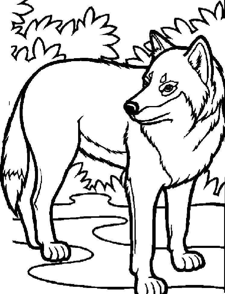 Coloring Wolf. Category wolf. Tags:  wolf.