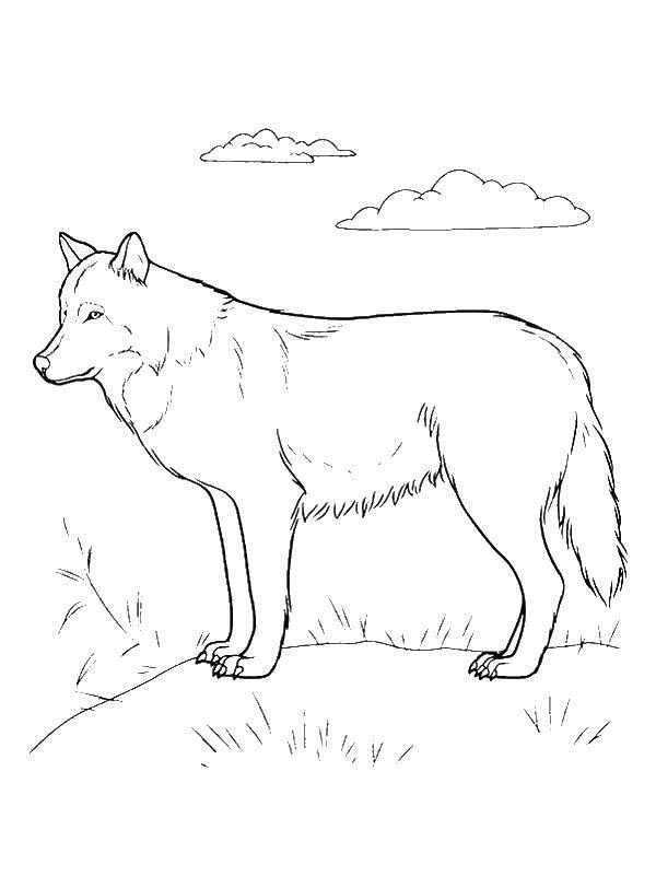 Coloring Wolf. Category wolf. Tags:  wolf.