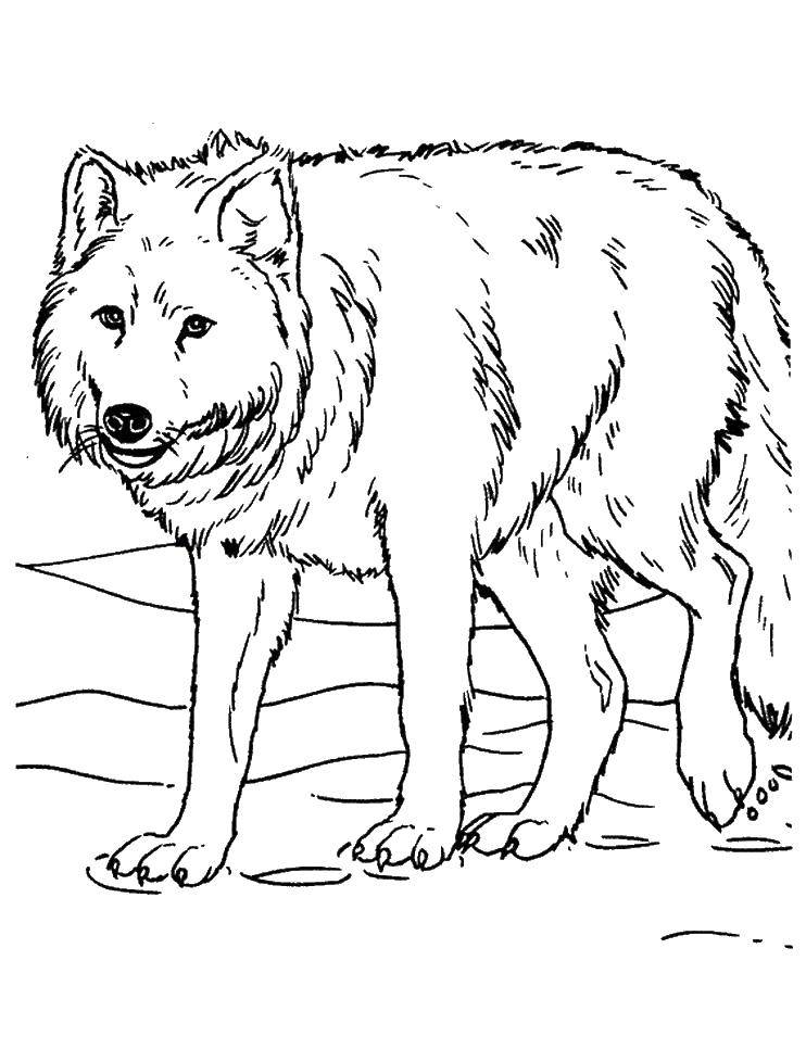 Название: Раскраска Волк. Категория: волк. Теги: волк.