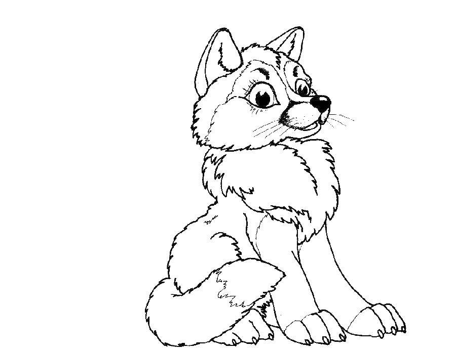 Coloring Wolf. Category wolf. Tags:  wolf.