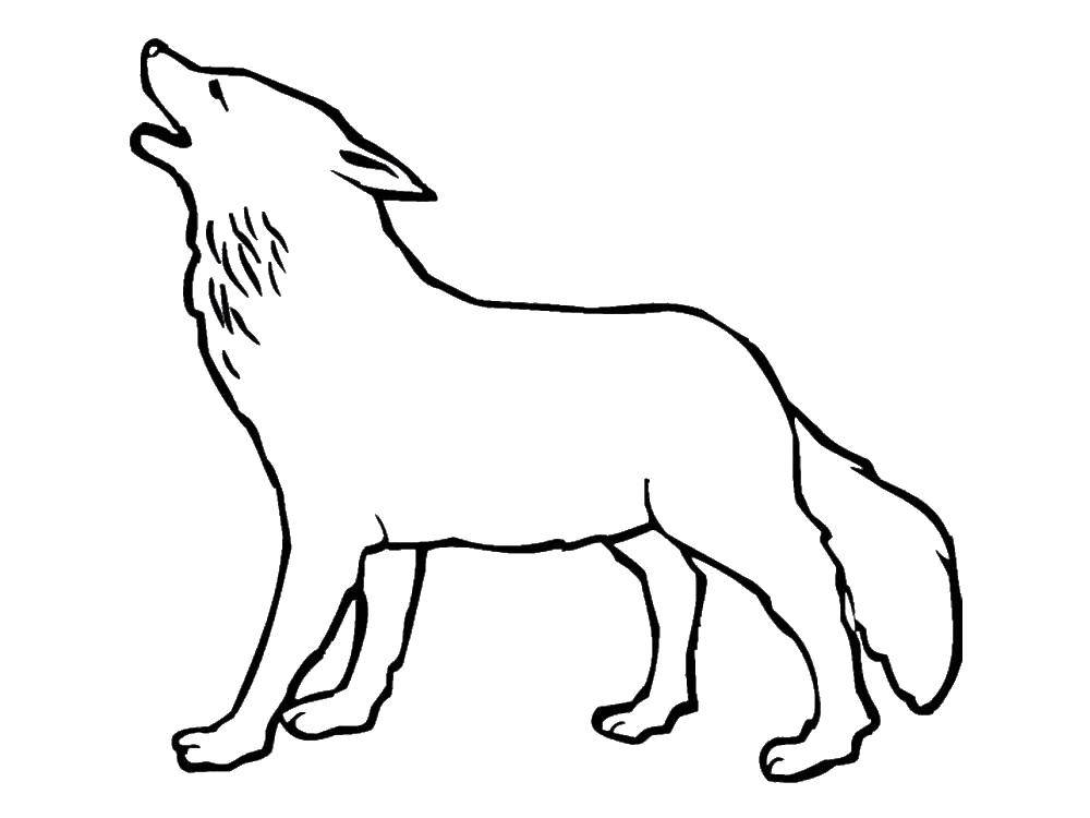 Coloring Wolf. Category wolf. Tags:  wolf.