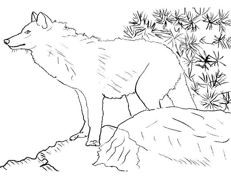 Coloring Wolf. Category wolf. Tags:  wolf.