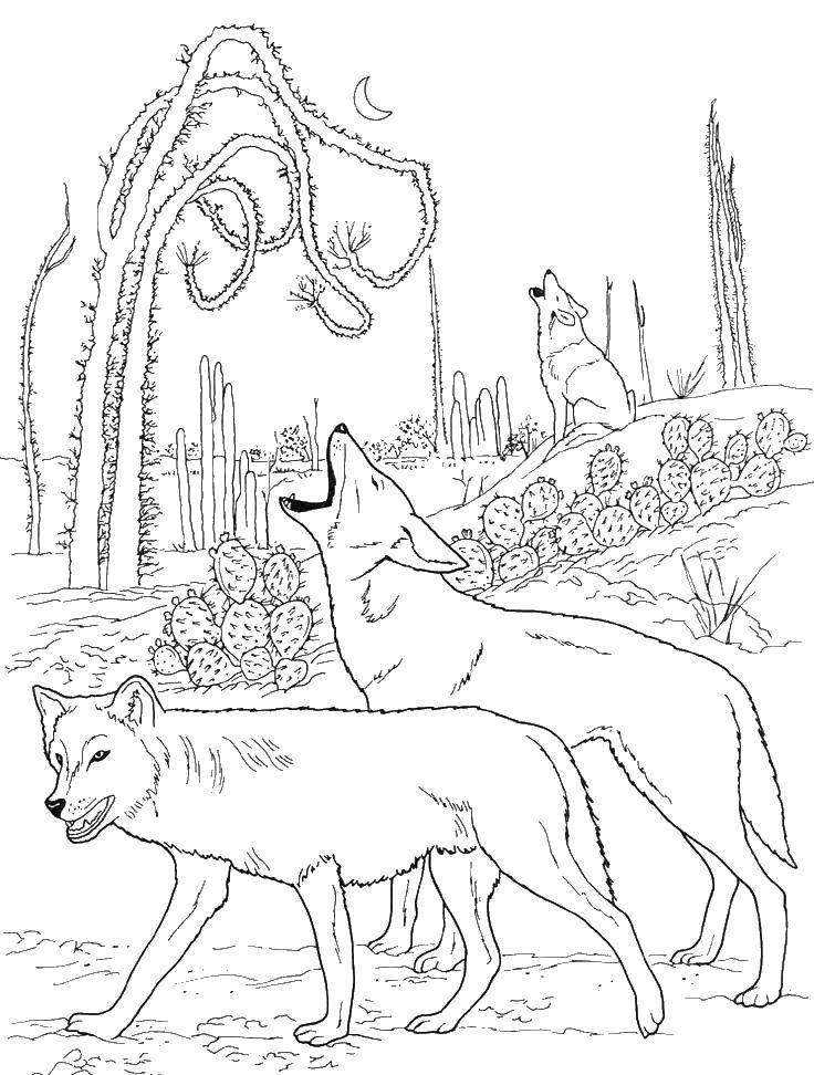 Coloring Wolves. Category wolf. Tags:  wolves.