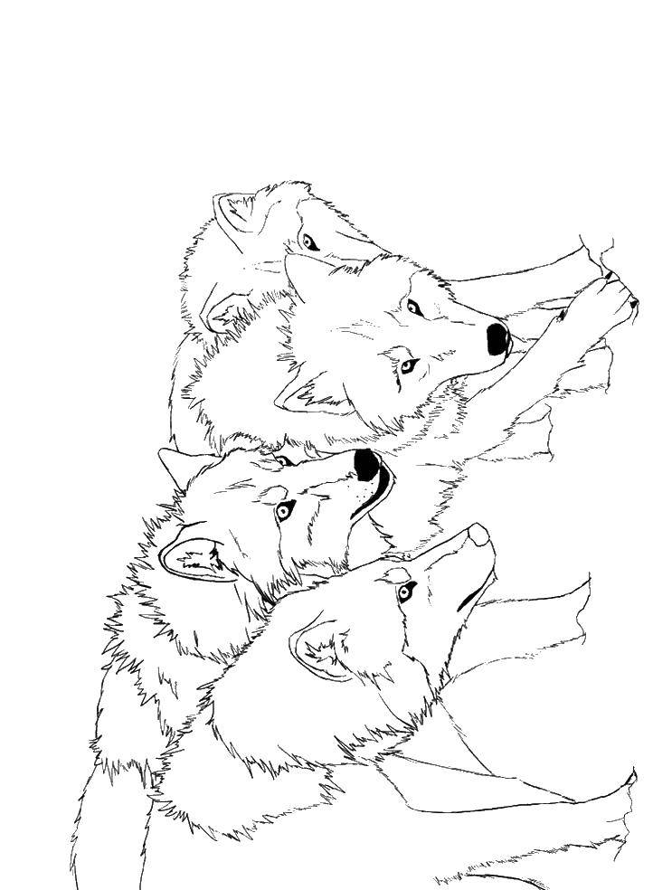 Coloring Wolves. Category wolf. Tags:  wolves.