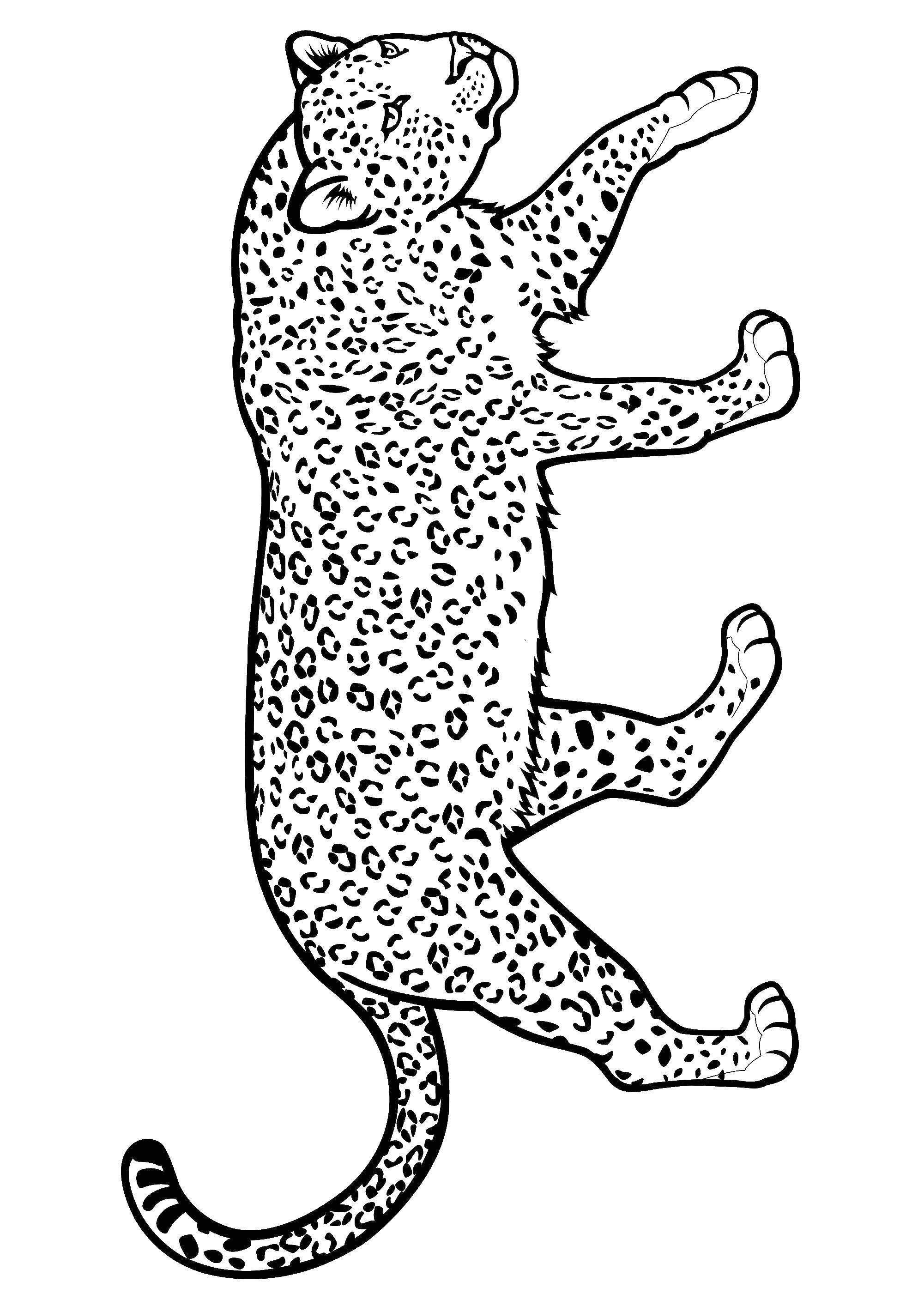 Название: Раскраска Барс. Категория: леопард. Теги: барс.