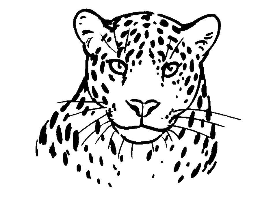 Название: Раскраска Барс. Категория: леопард. Теги: барс.