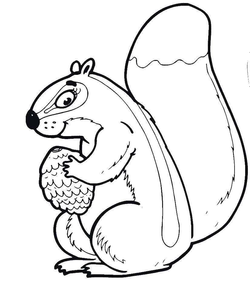 Coloring A squirrel with a nut. Category squirrel. Tags:  protein, nuts.