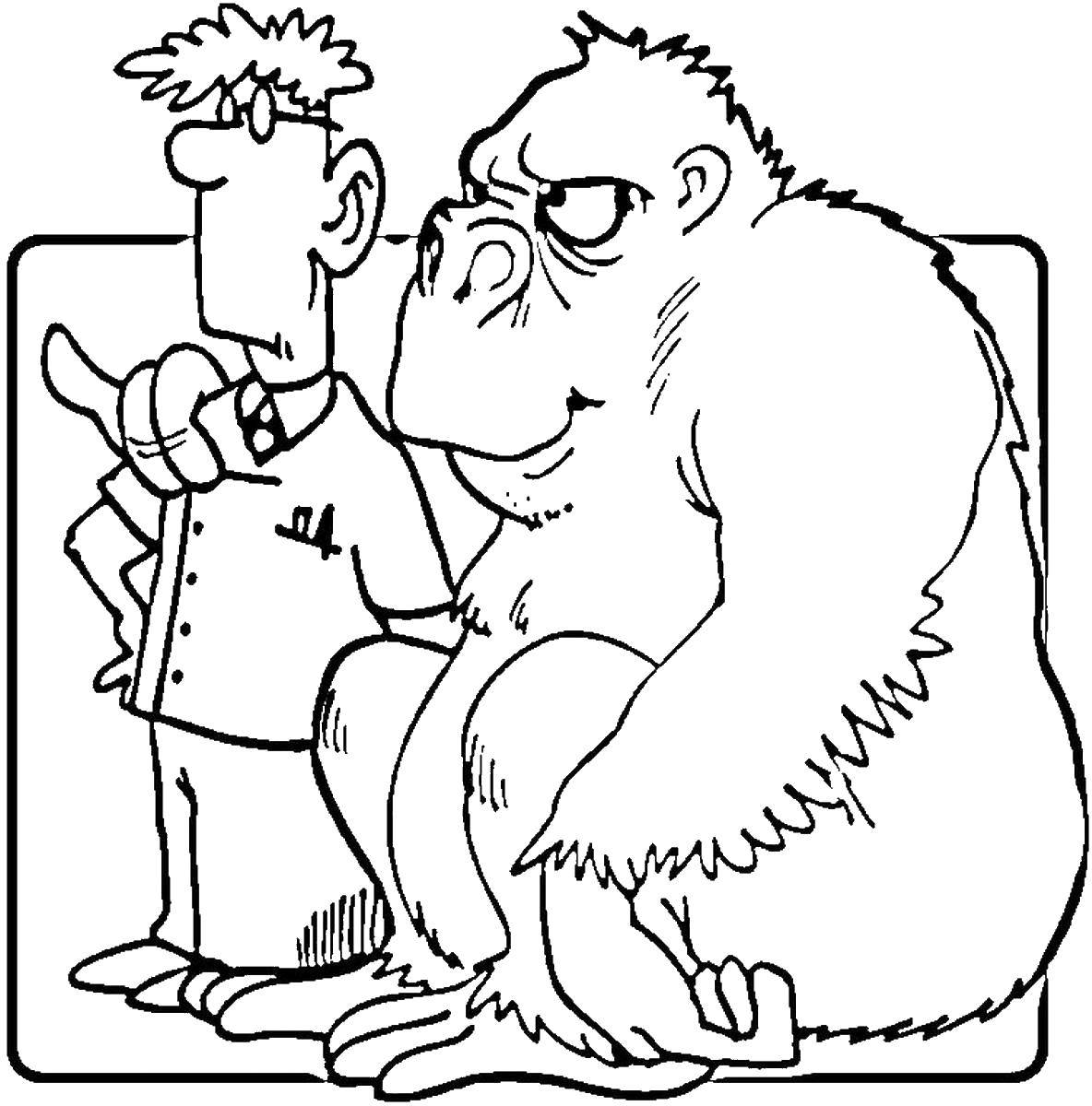 Название: Раскраска Горилла и человек. Категория: Животные. Теги: горилла, человек.